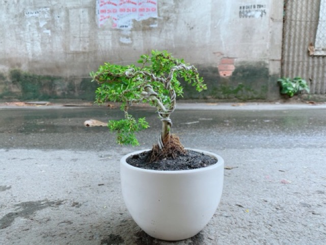 Chậu Cây Linh Sam
