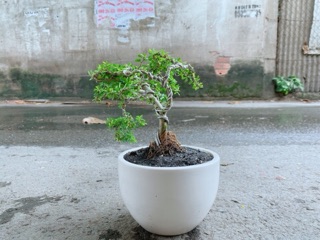 Chậu Cây Linh Sam
