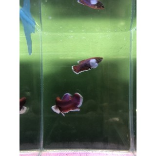 BETTA DUMBO LAVENDER 1 CẶP TRỐNG & MÁI