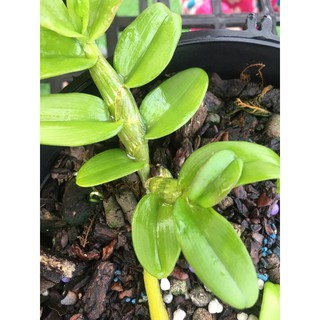 Ám cổ văn giang (kie 4-5cm)