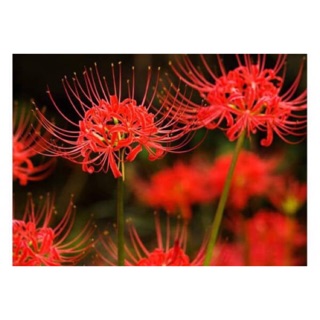 Củ hoa bỉ ngạn