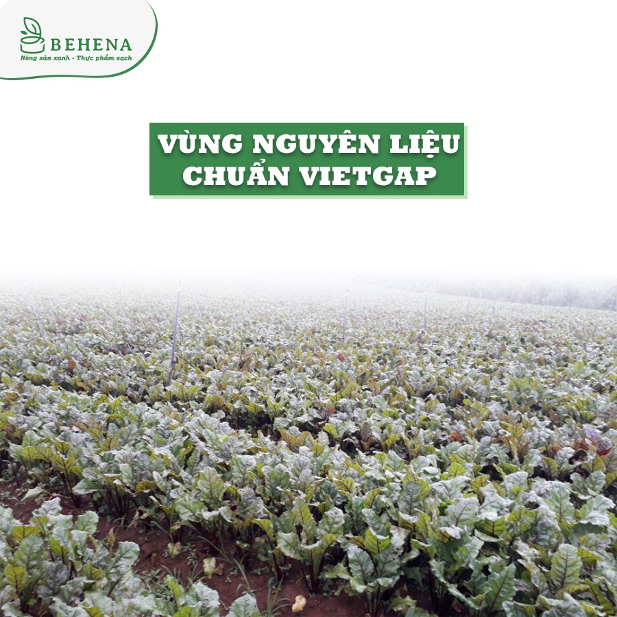 Bột Củ Dền Behana - Hộp 50g (2gói x 25g), bột tạo màu tím đẹp mắt cho món ăn và tốt cho sức khỏe siêu tiện lợi