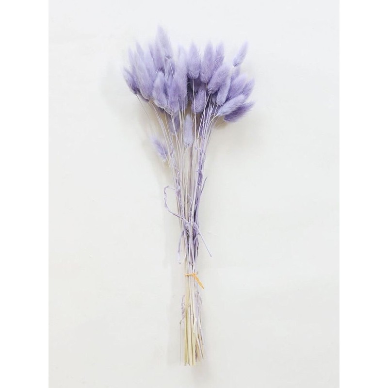 Cỏ Đuôi Thỏ - Lagurus khô, dùng để trang trí cắm hoa, làm đồ handmade xinh xắn.