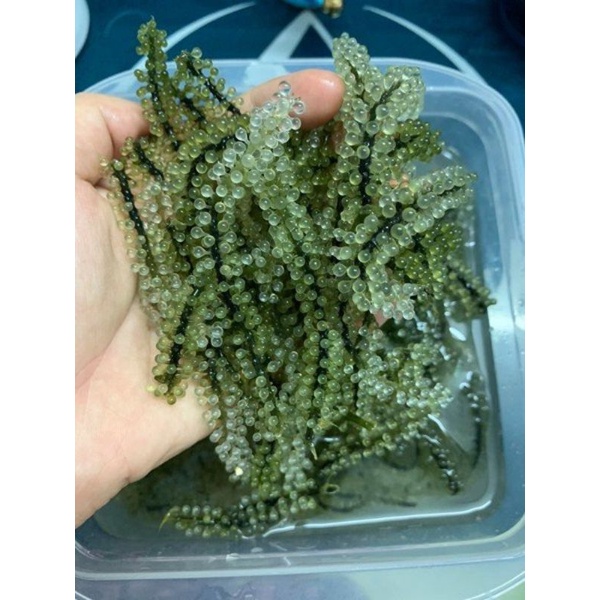 (Rẻ vô địch)2kg rong nho tách nước Nha Trang_Khánh Hòachất lượng, giá cạnh tranh freeship❤