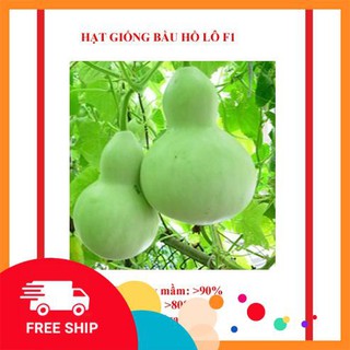 hạt giống bầu hồ lô 10 hạt