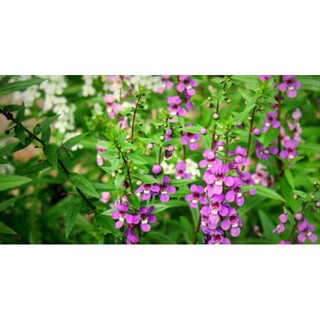 Hạt Giống Hoa Ngọc Hân - Hoa Bâng Khuâng 10 Hạt