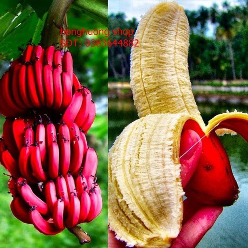 Hạt giống chuối đỏ