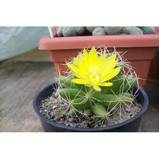 HẠT GIỐNG XƯƠNG RỒNG
