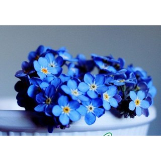 Hạt giống hoa Lưu ly