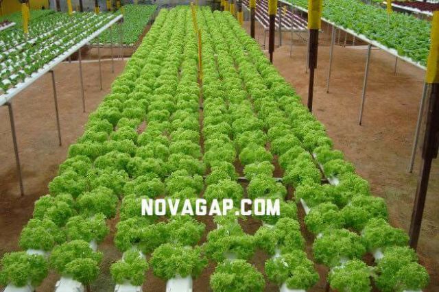 Dinh dưỡng thủy canh NOVA ISA