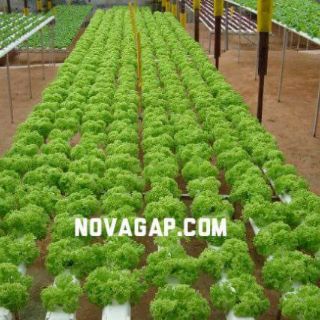 Dinh dưỡng thủy canh NOVA ISA