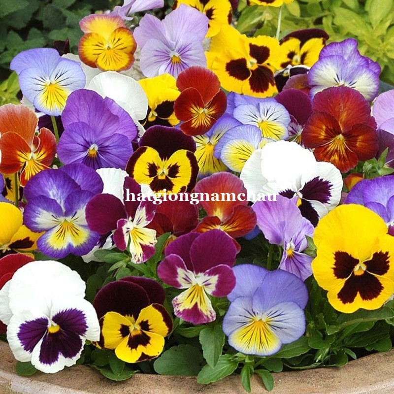 15H - HẠT GIỐNG HOA BƯỚM PANSY