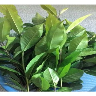 Lá chè, lá trà xanh tươi Hỏa tốc HCM