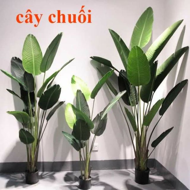 cây chuối giả cảnh ( tặng chậu nhựa kèm giỏ cói)