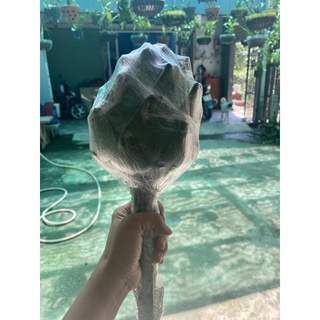 Bông Atiso tươi Đà Lạt - (2 bông lớn)