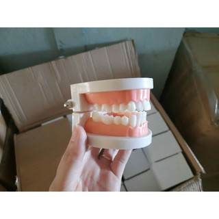 mô hình hàm răng nha khoa tiêu chuẩn