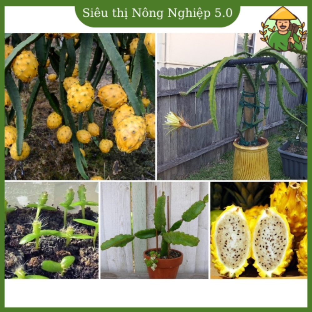 Cây giống thanh long vỏ vàng f1, giống thanh long tổ yến vỏ vàng, cây giống thanh long vỏ vàng cao 30cm - 40cm