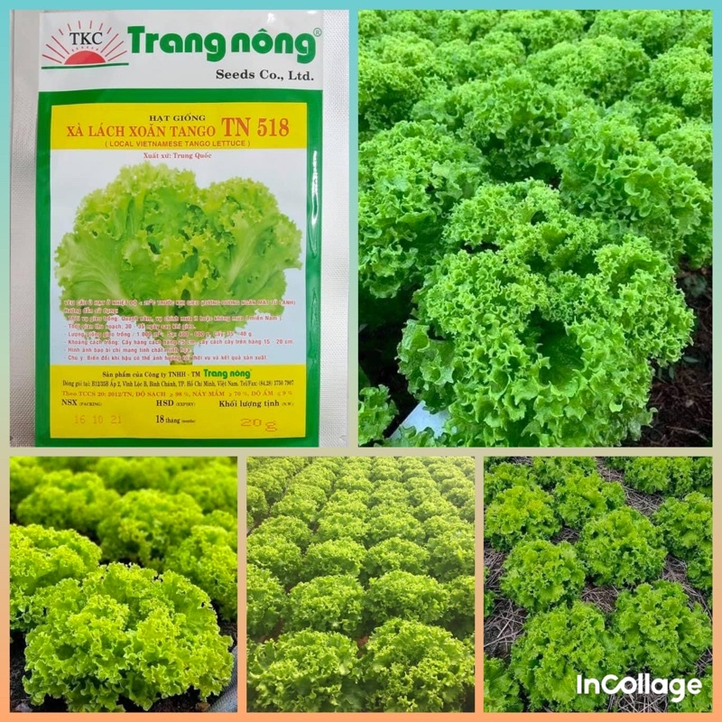 Hạt giống xà lách xoăn xanh chịu nhiệt Trang Nông gói 20gr