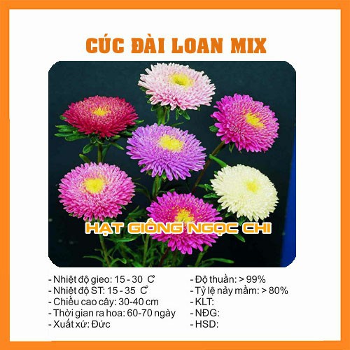 Hạt Giống Hoa Cúc Đài Loan Mix - 50 Hạt