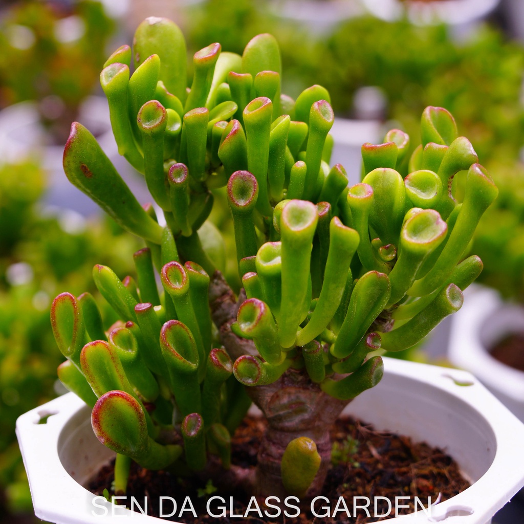 Sen đá ống điếu Gốc thụ chậu lớn 15cm GLASS GARDEN, Bao Khỏe, Thuần khí hậu Đà Lạt