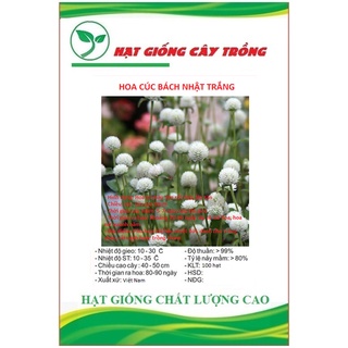 Hạt giống hoa cúc bách nhật hoa trắng CT37 - Gói 100 hạt
