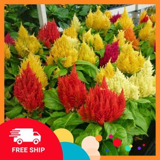 Gói 100 hạt giống hoa mào gà thấn thấp nhiều màu ra hoa quanh năm