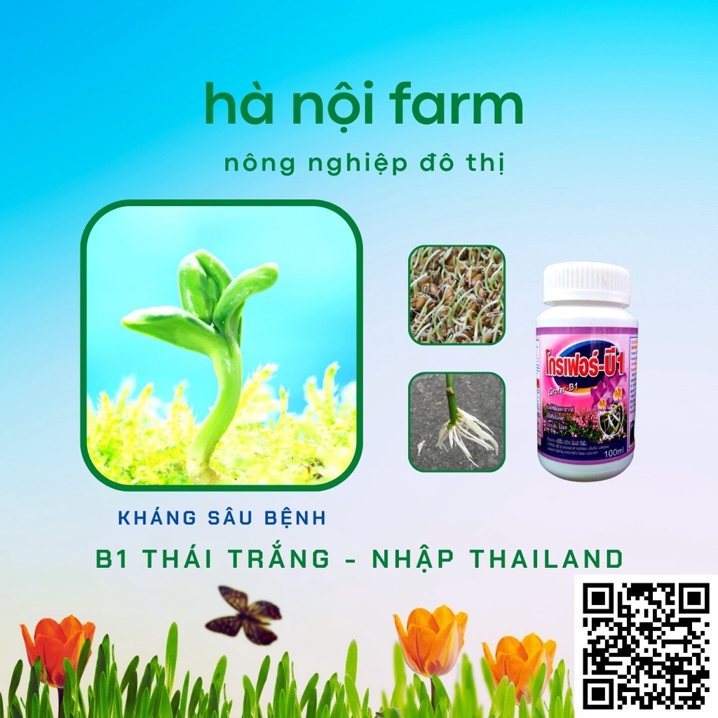 B1 Thái lan trắng  tạo rễ, hấp thụ dinh dưỡng, tăng đề kháng cho cây
