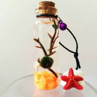 Marimo Tảo Cầu Nhật Bản