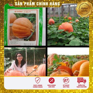 Hạt Giống Bí Ngô Khổng Lồ-5 hạt