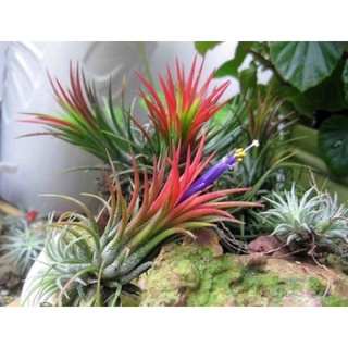 Cây không khí thạch thảo ( Tillandsia ionantha)