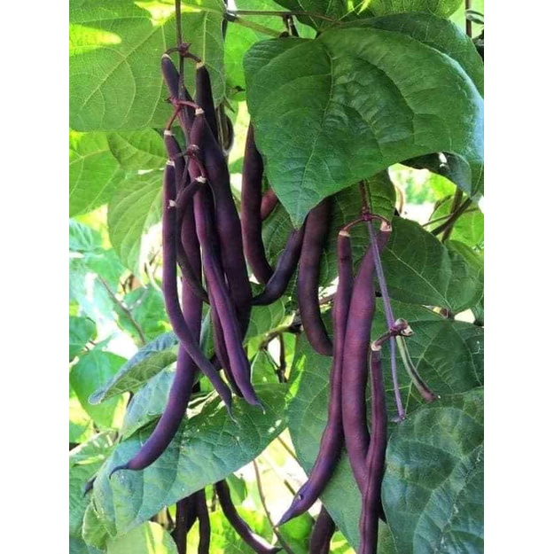 Hạt giống Đậu cove tím leo giàn nhập thái lan nguyên gói 5gr (~12 hạt) (Bush Bean)
