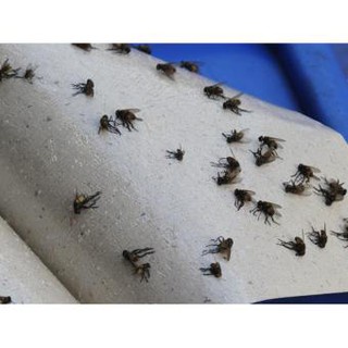 50vỉ keo dính ruồi, vỉ ruồi, bẫy ruồi siêu dính