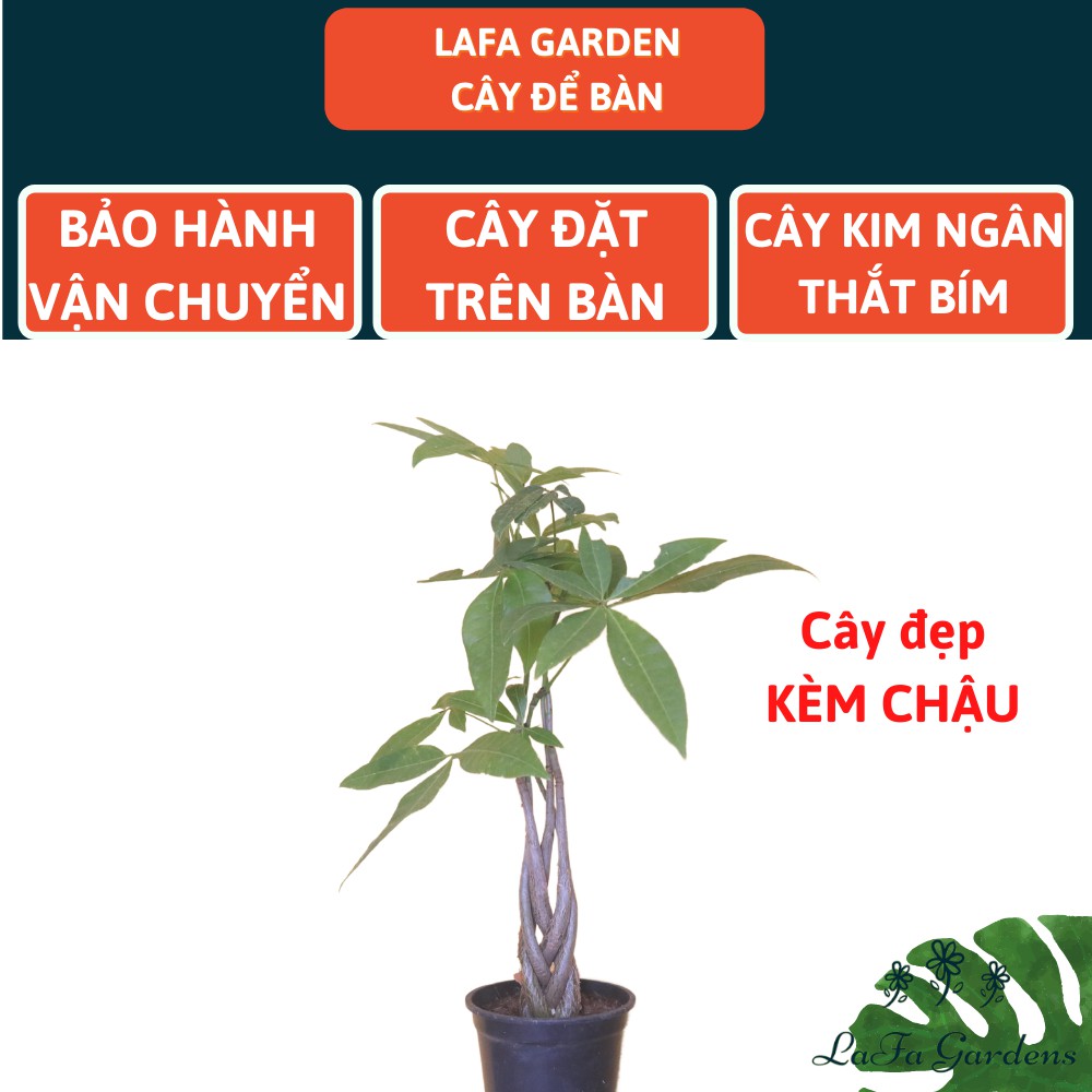 Cây để bàn làm việc LAFA GARDEN, chậu cây cảnh để bàn, Combo cây kèm chậu đất trồng