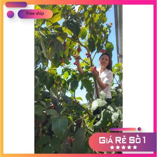 Hạt giống cà chua thân gỗ Tamarillo gói 04 hạt LUCKY.VN