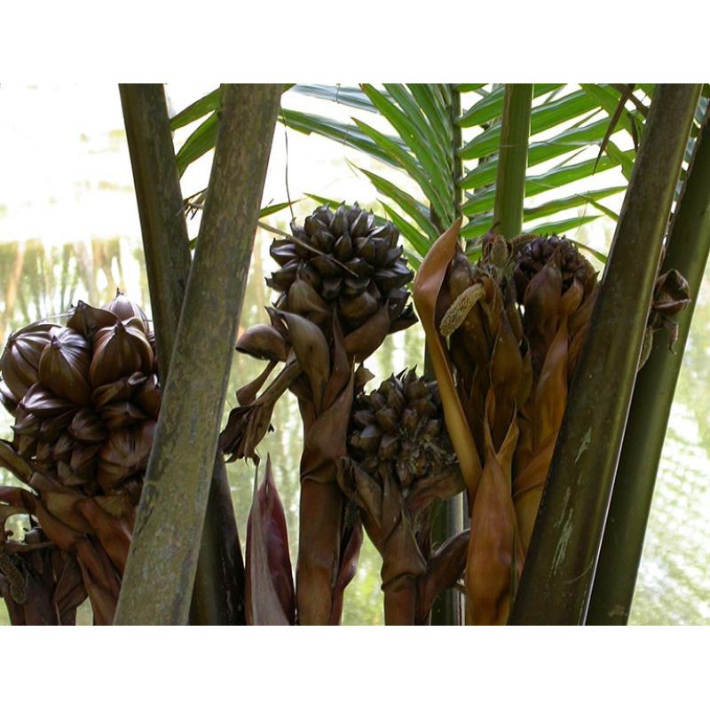 Cây dừa nước, 3 trái mọc mầm, trồng thủy sinh, rất dễ trồng, hợp phong thủy