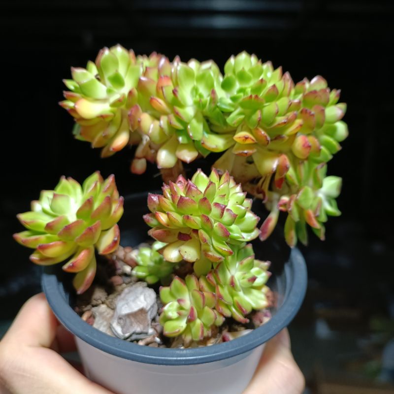 Sale 60% - Sen đá crest mai đỏ chậu 14*15cm