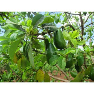 CÂY GIỐNG BƠ SÁP