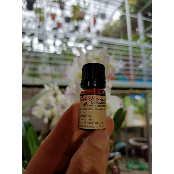 tinh dầu bạch đàn chanh 30ml