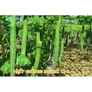 Hạt Giống Lặc Lày (Lặc Lè, Mướp Nhật) - 10 Hạt