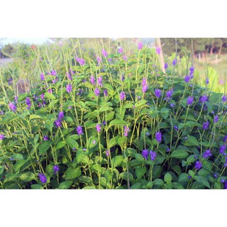 cây đuôi chuột 1kg tươi