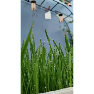 Hạt giống cỏ lúa mì Viethealthy 3kg
