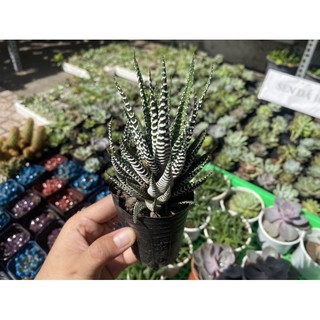 CÂY MÓNG RỒNG LỚN