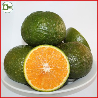 Cây cam sành (cây con - cây giống F1) ngọt, nhiều nước, cây dễ thích nghi môi trường, ra trái sau 12-18 tháng QD15