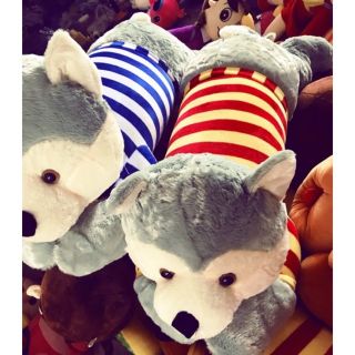 CHÓ NẰM ALASKA(mẫu mới)