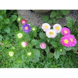 Hạt Giống Cúc Đà Lạt Cúc Magic-Nảy Mầm Trên 95% Gói 50 Hạt