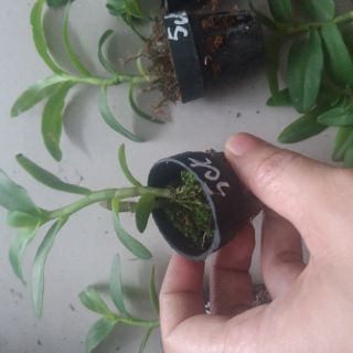 Phi điệp Phú Thọ gieo hạt