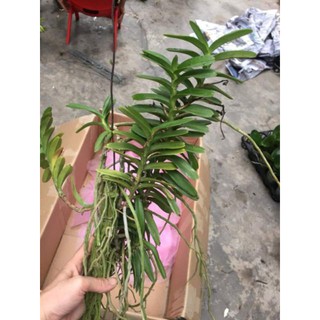Hoa phong lan cù lao minh