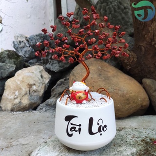 Cây đá ngọc bích đỏ cây cảnh tài lộc may mắn cây dcor
