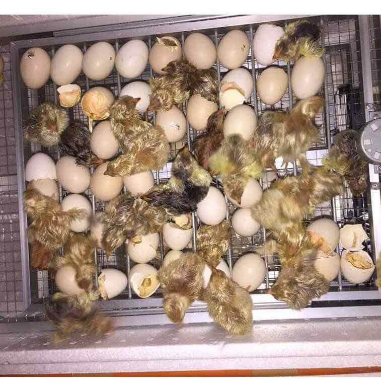 Máy ấp trứng - Máy ấp trứng Gà - Ngan - Vịt - chim Bồ câu [ Hàng chính hãng - Bảo hành 1 năm ]