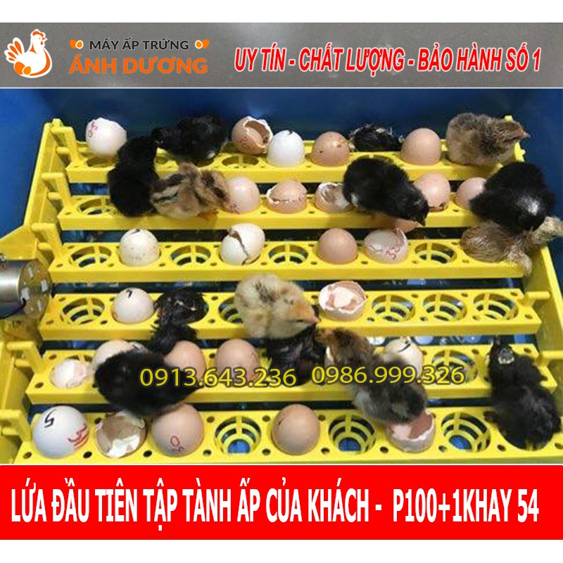 Máy P100 + 1 khay đảo tự động 54 trứng, ấp gà, vịt, bồ câu, cút nở trên 95% - Bảo hành 12 tháng